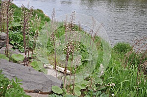 River bank with plants, flowers, stones and green grass.