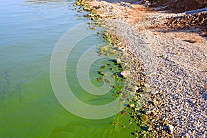 River Bank polluted with blue-green algae, ecology, environment, danger.