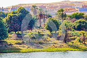 River bank, river side, nature, landscape, trees, palm trees, farm, houses, nubia, nubian, Egypt, Aswan, cattle, cows water