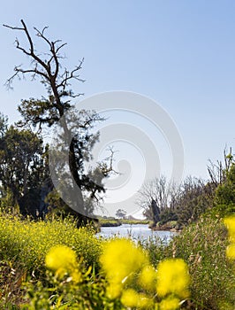 River bank trees bush blossom spring flowers.