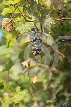 River bank wild grape, Vitis riparia