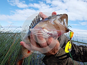 River bass weighing one and half kilograms