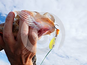 River bass weighing one and half kilograms