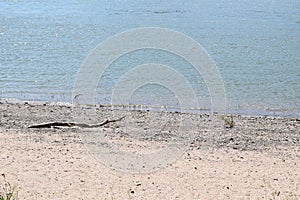 driftwood on a beach