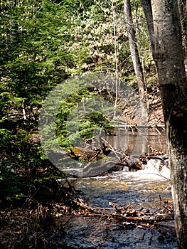 River in Bear Brook State Park New Hampshire photo