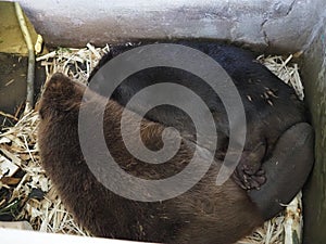 River beavers lying and sleeping together on wood shavings. Side view, close up. Animal protection concept. Nature biosphere