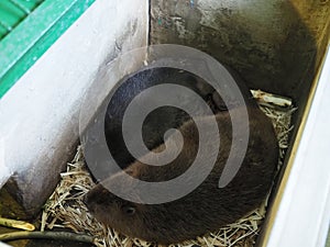 River beavers lying and sleeping together on wood shavings. Side view, close up. Animal protection concept. Nature biosphere