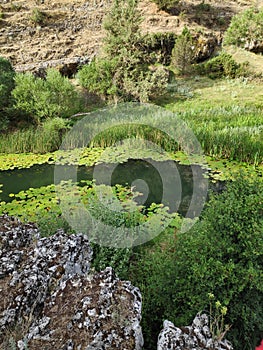 River betwen lilypads