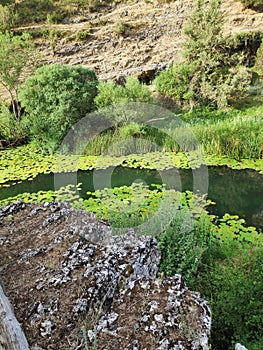 River betwen lilypads photo