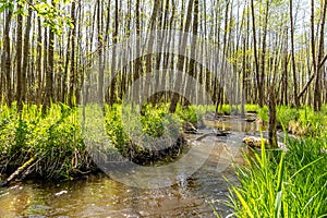 River Biala Przemsza in Bledow Poland