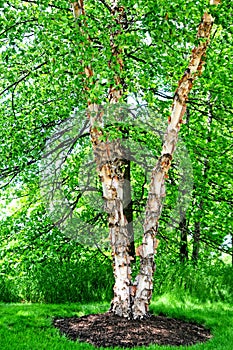 River BIrch Tree