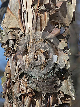 River Birch Tree with Artistic Peeling Bark in Winter