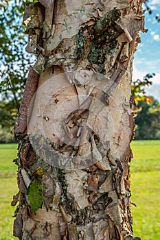 River birch tree closeup