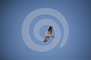 River bird grey heron in flight