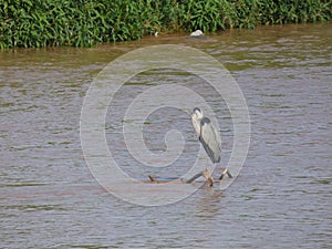 Martinet blanc - Garceta comÃÂºn - Egretta garzetta - Little Egret photo