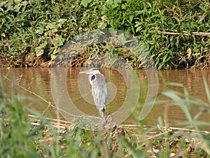 Martinet blanc - Garceta comÃÆÃâÃâÃÂºn - Egretta garzetta - Little Egret photo