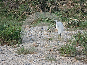 Martinet blanc - Garceta,  Egretta garzetta - Little Egret photo
