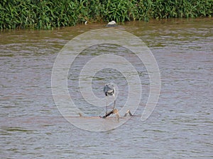 Martinet blanc - Garceta,  Egretta garzetta - Little Egret photo