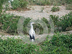 Martinet blanc - Garceta,  Egretta garzetta - Little Egret photo