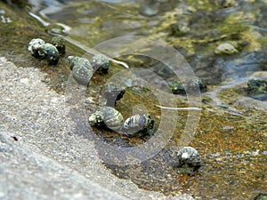 River bivalves photo