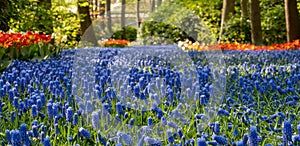 River of blue grape hyacinths and red tulips at Keukenhof Gardens, Lisse, Netherlands. Keukenhof is known as the Garden of