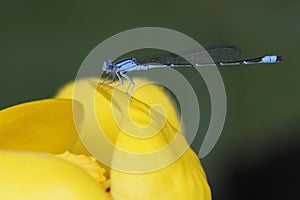 River Bluet Damselfly Perched on a Yellow Pond Lily photo