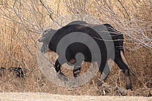 River buffalos. Species of wild ungulates reproduced in the Al Azrak reserve in Jordan. Drying marshes supplying Amman with