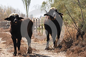 River buffalos. Species of wild ungulates reproduced in the Al Azrak reserve in Jordan. Drying marshes supplying Amman with