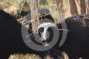 River buffalos. Species of wild ungulates reproduced in the Al Azrak reserve in Jordan. Drying marshes supplying Amman with