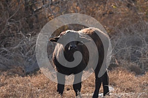 River buffalos. Species of wild ungulates reproduced in the Al Azrak reserve in Jordan. Drying marshes supplying Amman with