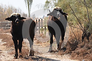 River buffalos. Species of wild ungulates reproduced in the Al Azrak reserve in Jordan. Drying marshes supplying Amman with