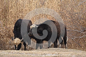 River buffalos. Species of wild ungulates reproduced in the Al Azrak reserve in Jordan. Drying marshes supplying Amman with