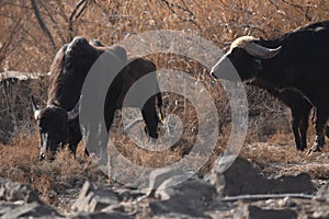 River buffalos. Species of wild ungulates reproduced in the Al Azrak reserve in Jordan. Drying marshes supplying Amman with