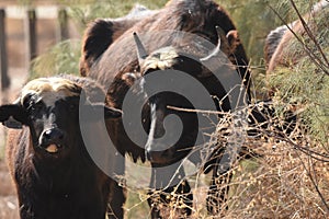 River buffalos. Species of wild ungulates reproduced in the Al Azrak reserve in Jordan. Drying marshes supplying Amman with