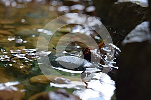 A river, calm and peaceful