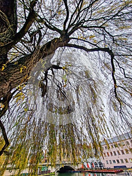 River Cam with moored punts in Cambridge, England viewed behind the branches of a beautiful tree