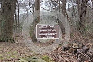 River Cane used by Native Indians - Etowah Mound Historic Site