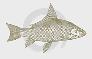 River carpsucker carpiodes carpio, freshwater fish from North America