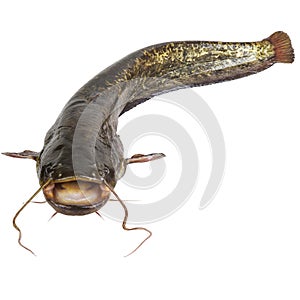 The river catfish