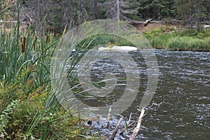 River with Cattails