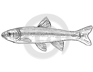 River chub or Nocomis micropogon  Freshwater Fish Cartoon Drawing