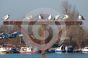 River city gulls