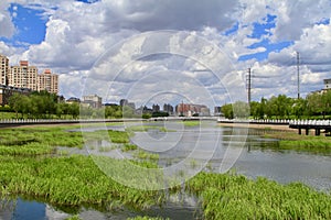 A river in the city with reed growing in the water