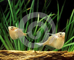 RIVER OR COMMON HATCHETFISH gasteropelecus sternicla
