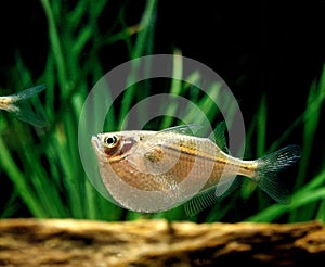 POISSON HACHETTE ARGENTE gasteropelecus sternicla