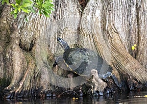 River Cooter Turtle basking on Cypress butress. Greenfield Lake Park, Wilmington NC