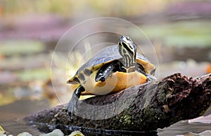 River Cooter Turtle on a log in the Okefenokee Swamp