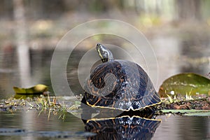 River Cooter turtle in the Okefenokee Swamp, Georiga