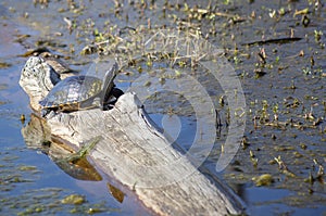 River Cooter Turtle
