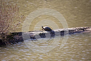 River Cooter Turtle Sunning